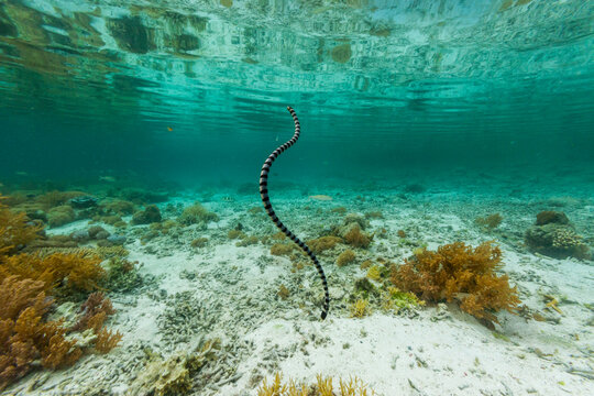 An adult banded sea krait (Laticauda colubrina), off Bangka Island, off the northeastern tip of Sulawesi