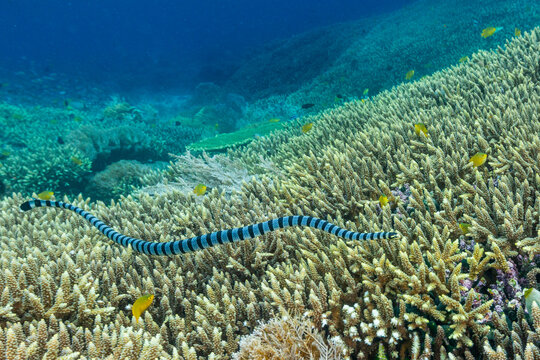 An adult banded sea krait (Laticauda colubrina), off Bangka Island, off the northeastern tip of Sulawesi