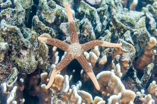 An adult necklace starfish (Fromia monilis), in the shallow reefs off Bangka Island
