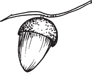Vector illustration of an acorn with an oak leaf. Black and white hand drawn image.