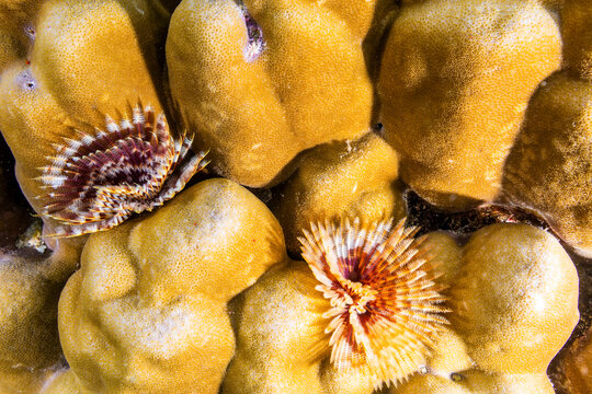 Radioles extending from the branchial stalk of a Spirographis feather duster worm, in the shallow reefs off Bangka Island