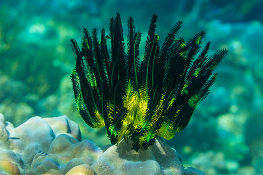 Bennett's feather star (Oxycomanthus bennetti), in the shallow reefs off Bangka Island