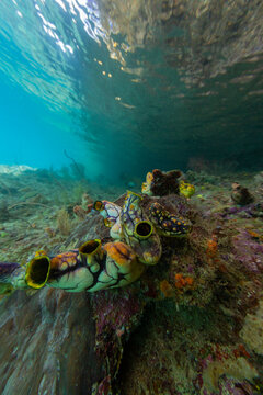 A golden sea squirt (Polycarpa aurata), on the reef off Freewin Wall, near Waigeo Island, Raja Ampat