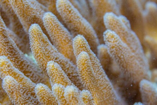 Close up of coral polyps, the house reef at Kawe Island, Raja Ampat