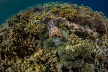 Graeffe's sea cucumber (Pearsonothuria graeffe), in the shallow reefs off Sandy Beach, Manta Point, Raja Ampat