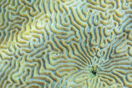 Close up of coral polyps, the house reef at Kawe Island, Raja Ampat