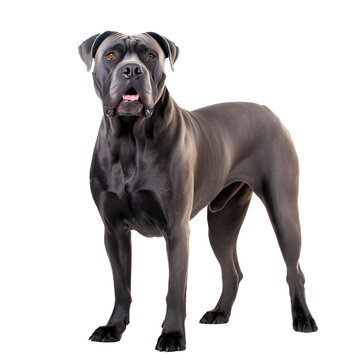 cane corso dog full body shot on transparent background cutout - Generative AI