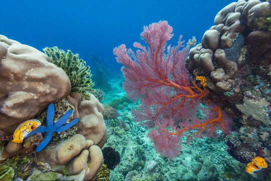 Sea stars, tunicates, and sea fans, on Freewin Wall, near Waigeo Island, Raja Ampat