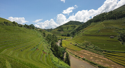 Fototapeta na wymiar Landscape with green and yellow terraced rice fields and a river in the highlands of noth-Vietnam, Yen Bai province 