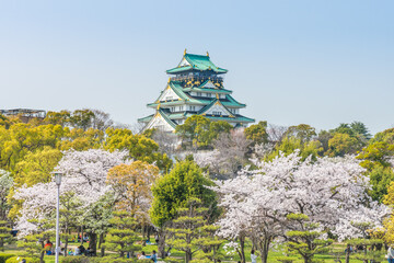 Japanese castle over cherry blossom garden in Hanami festival. The old heritage building in Japan, Asia.