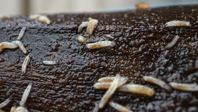 Macro depiction of larvae navigating rotting fruit, visible gut system.