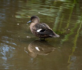 Chestnut Teal Duck Photo Taken At Local Pond