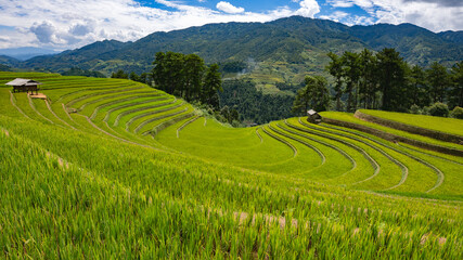 Fototapeta na wymiar Landscape with green and yellow rice terraced fields and blue cloudy sky near Yen Bai province, North-Vietnam