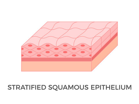 Stratified squamous epithelium. Epithelial tissue types. A multiple layer of pavement like cells that lines that protect against invading microorganisms and prevent water loss. Vector illustration. 