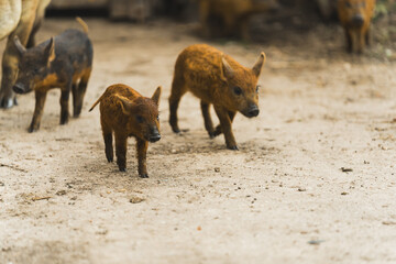 Little brown Mangalitsa piglets outside on a farm. High quality photo