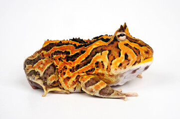 Fantasy Pacman Frog // Hybrid-Schmuckhornfrosch (Ceratophrys cornuta x cranwelli) 