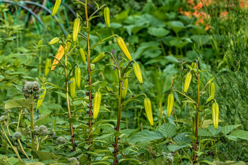 Blooming lilies grow in the garden.