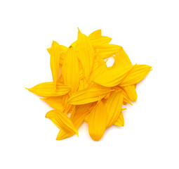 Fototapeta premium Yellow Petals Isolated, Sunflower Petal Pile, Orange Blossom Design