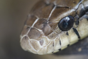 Spilotes pullatus, commonly known as the chicken snake, tropical chicken snake, or yellow rat snake, is a species of large nonvenomous colubrid snake endemic to the Neotropics.