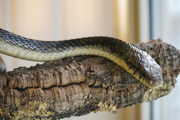 Spilotes pullatus, commonly known as the chicken snake, tropical chicken snake, or yellow rat...