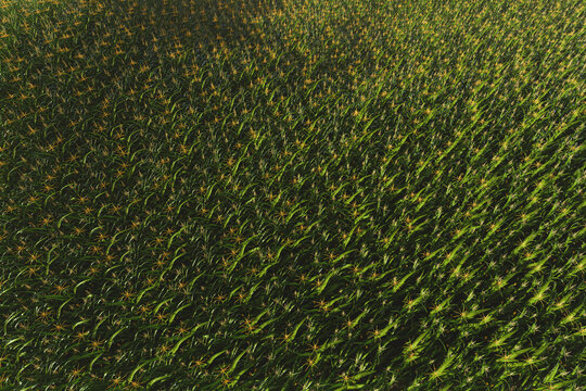 Green field of corn with cobs. Corn plant in 3D