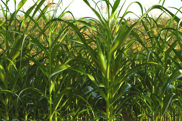 A selective focus picture of corn cob in organic corn field.