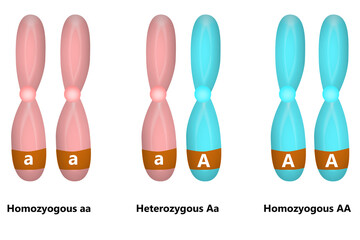 Scientific Designing of Homozygous And Heterozygous Chromosomes,