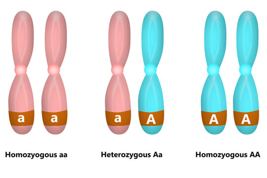 Scientific Designing of Homozygous And Heterozygous Chromosomes,