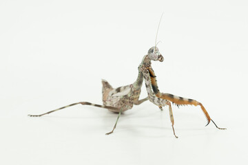 gottesanbeterin  Parajphendale Affins Budwing