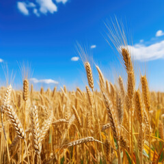 Fototapeta premium Golden ears of wheat against the blue sky and clouds. Harvest of ripe wheat against the blue sky. Field of wheat, agriculture background