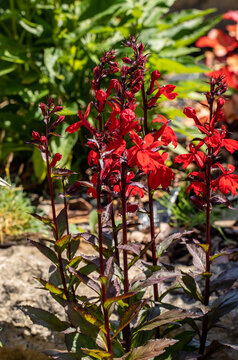 red cardinal flower or lobelia cardinalis in a garden