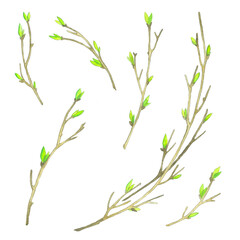 Watercolor spring branches on a white background. Wreath with young branches and leaves, buds on a white background.