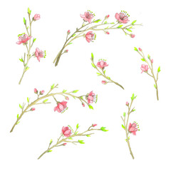 Watercolor spring, young blossoming cherry branches on a white background.