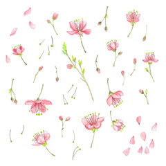 Watercolor spring, young blossoming cherry branches on a white background.