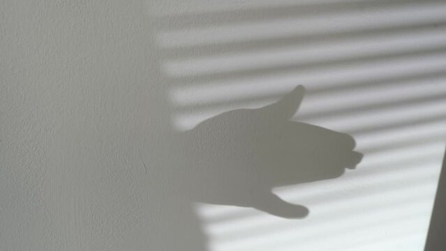 shadow theater silhouette dog