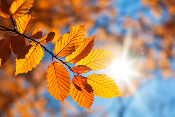 Naklejka na ściany i meble autumn leaves background in a sunny day