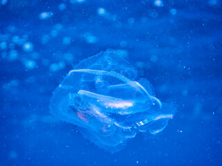 ヒリゾ浜の不思議なカブトクラゲ（カブトクラゲ科）。

静岡県伊豆半島賀茂郡南伊豆町中木から渡し船で渡るヒリゾ浜にて。
2023年9月24日水中撮影。
