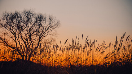 Long grass and tree in the contour light of a bright scarlet sunset. Clear contours of grass.