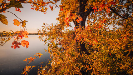 View of the river from under the red-orange foliage of the autumn forest. Landscape of the Pripyat River, which flows into the Dnieper in Ukraine.