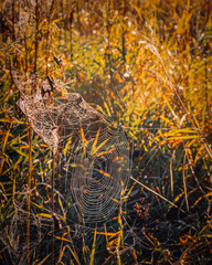 view of a beautiful cobweb against the background of autumn withered grass on the Pripyat River in Belarus.