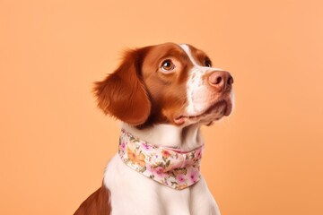 Photography in the style of pensive portraiture of a funny brittany dog wearing a floral collar against a pastel orange background. With generative AI technology - obrazy, fototapety, plakaty