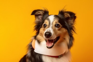 Lifestyle portrait photography of a funny shetland sheepdog wearing a bandage against a yellow background. With generative AI technology