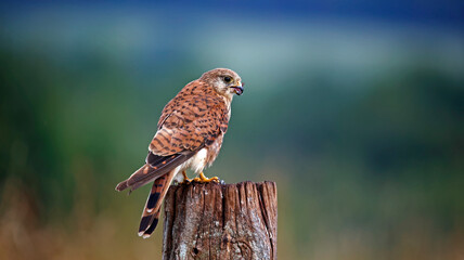 Female kestrel preening on a fence post