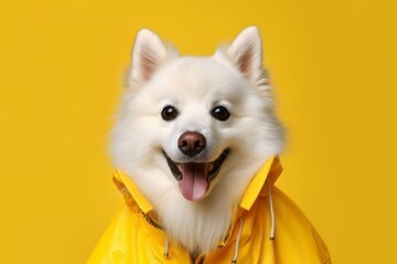 Medium shot portrait photography of a smiling american eskimo dog wearing a raincoat against a yellow background. With generative AI technology - obrazy, fototapety, plakaty