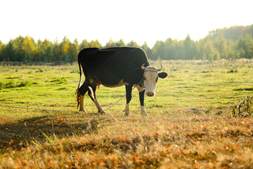 Cows herd on a grass field at sunset. A cow is looking at the camera.
