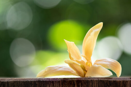 Champaca or magnolia champaca flower on nature background.