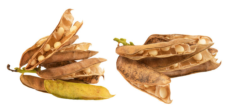 Abrus pulchellus Thwaites branch fruits on transparent background.