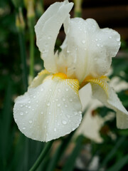 Close-up of a flower of bearded iris (Iris germanica) with rain drops on blurred green natural background.