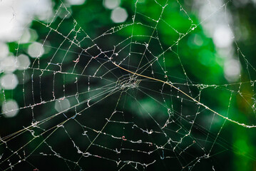 A spider web.green leaf on blurred background.A hunting web made by a spider.Closeup.