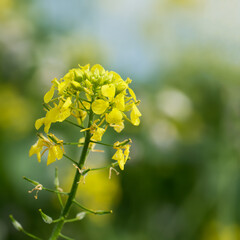 yellow rapeseed flower in the field close-up